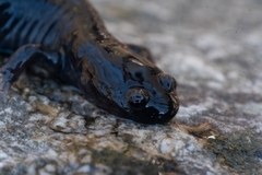 Hynobius leechii