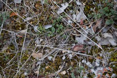 Bituminaria bituminosa