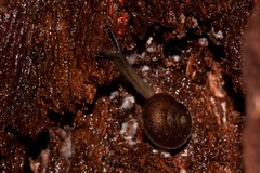 Austrochloritis wollemiensis