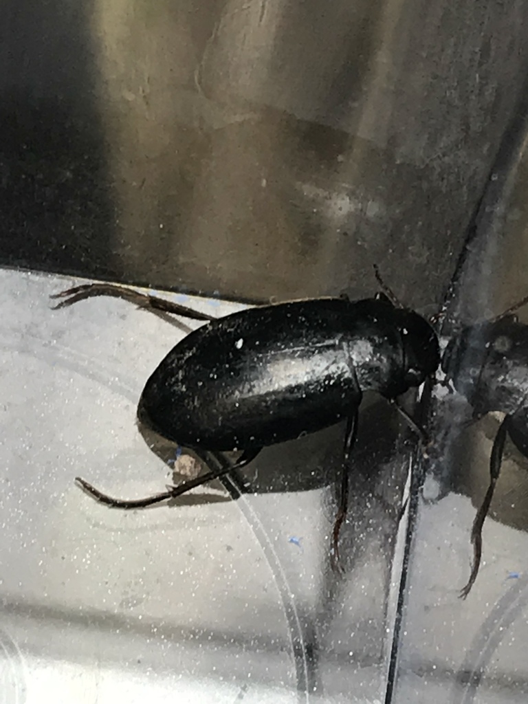 Ilybiosoma cordatum