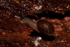 Austrochloritis wollemiensis