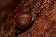 Austrochloritis wollemiensis