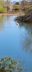 Ardea alba