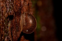 Austrochloritis wollemiensis