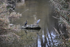 Ardea cinerea