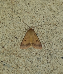 Australothis rubrescens