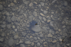 Trachemys scripta elegans