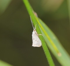 Asmicridea edwardsii