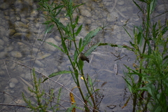 Phylloscopus collybita