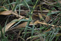 Phylloscopus collybita