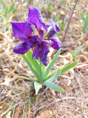 Iris lutescens subbiflora