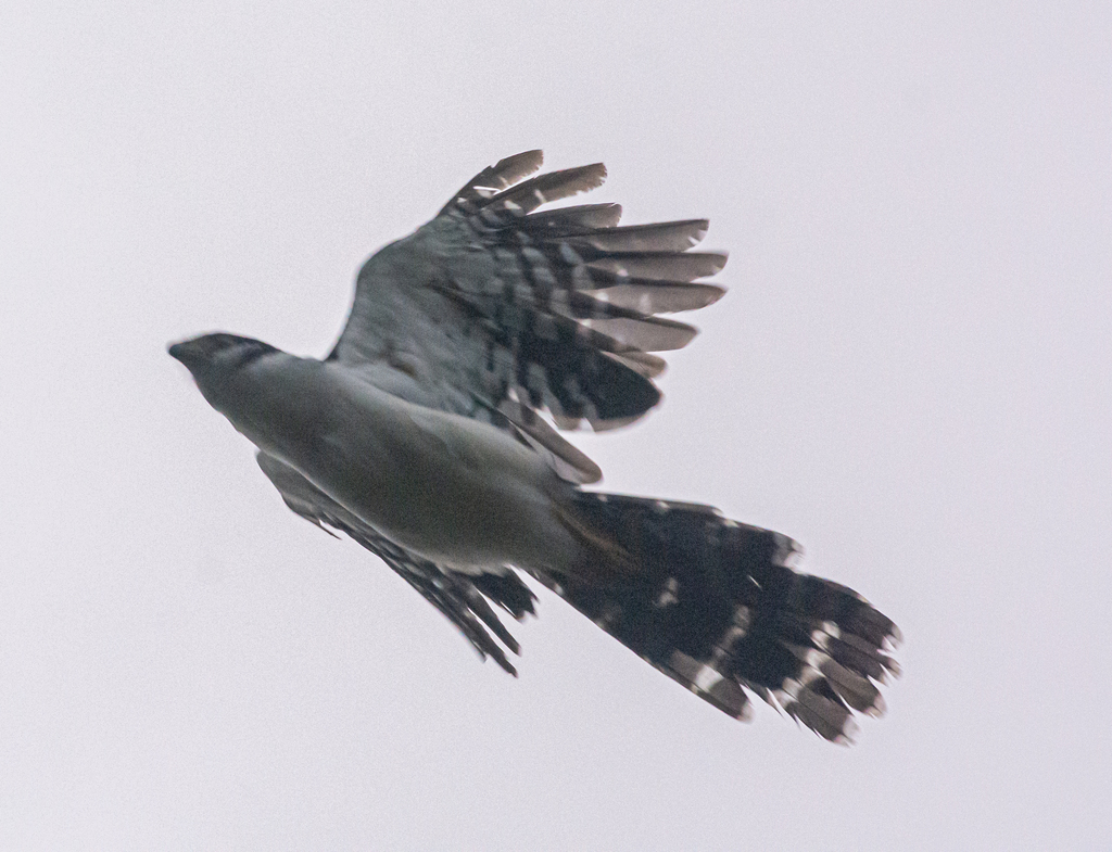 Buckley's Forest-Falcon (Micrastur buckleyi) photo