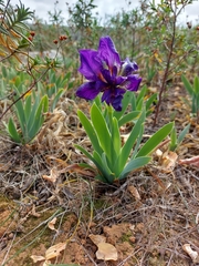 Iris lutescens subbiflora