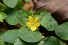 Lysimachia japonica