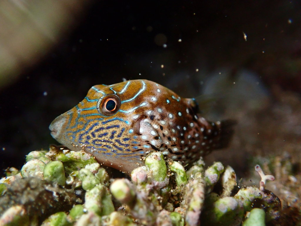 Spider-eye puffer