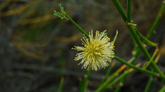 Prosopidastrum globosum