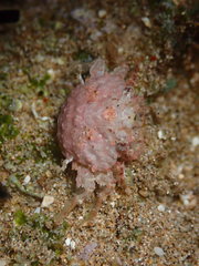 Exopalicus maculatus