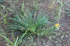 Gazania linearis linearis
