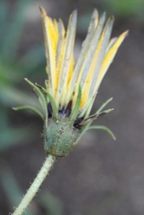 Gazania linearis linearis