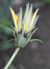 Gazania linearis linearis