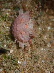 Exopalicus maculatus
