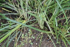 Gazania linearis linearis