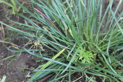 Gazania linearis linearis