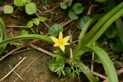 Hypoxis aurea