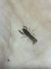 Tenuibranchiurus glypticus