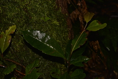 Quintinia sieberi