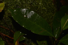 Quintinia sieberi