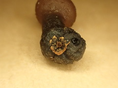 Sclerotinia