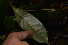Quintinia sieberi