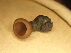 Sclerotinia