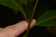 Quintinia sieberi