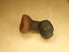 Sclerotinia