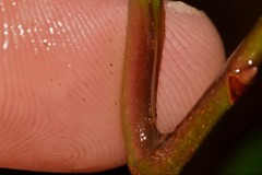 Quintinia sieberi