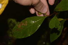 Quintinia sieberi