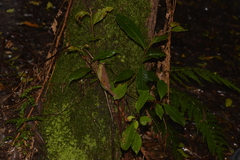 Quintinia sieberi