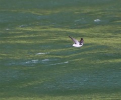 Tachycineta albilinea