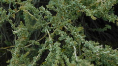 Atriplex lampa