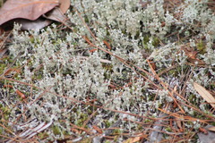 Cladonia rappii