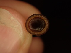 Sclerotinia