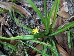 Hypoxis curtissii