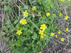 Ranunculus ternatus