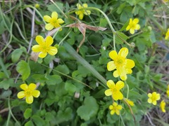 Ranunculus ternatus
