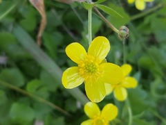 Ranunculus ternatus