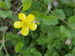 Ranunculus ternatus