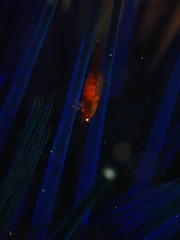 Tuleariocaris holthuisi