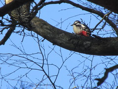 Dendrocopos major